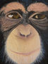 chimpace