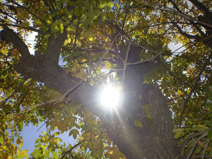 Sol de otoño