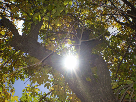 Sol de otoño