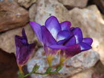 Cuarteto azul