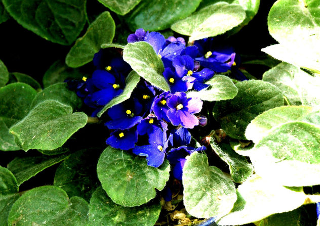 violetas