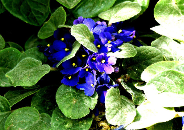 violetas Naturaleza Color (Digital)