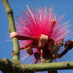 Flores, Plantas y Naturaleza thumbnail 1