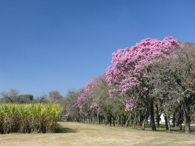 Aquí Tucumán 