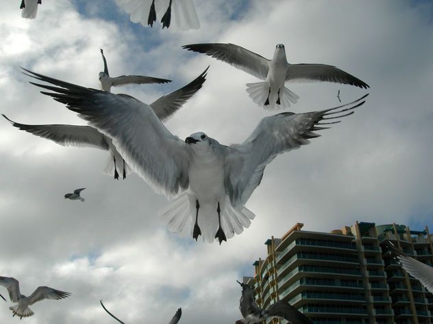 " GAVIOTAS "