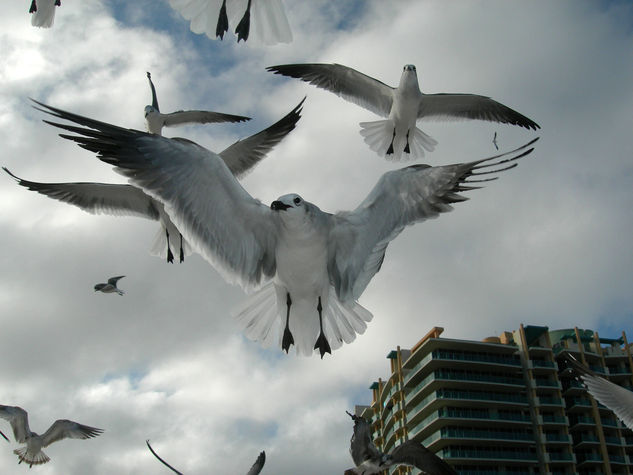 " GAVIOTAS " Naturaleza Color (Digital)