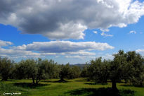 Nubes y Olivos