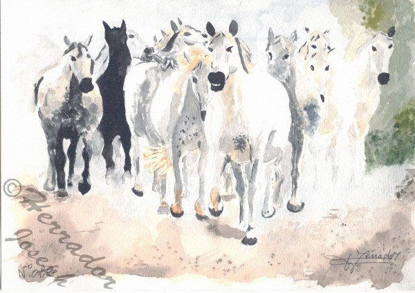 Caballos salvajes Acuarela Papel Animales