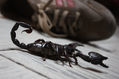 invasor