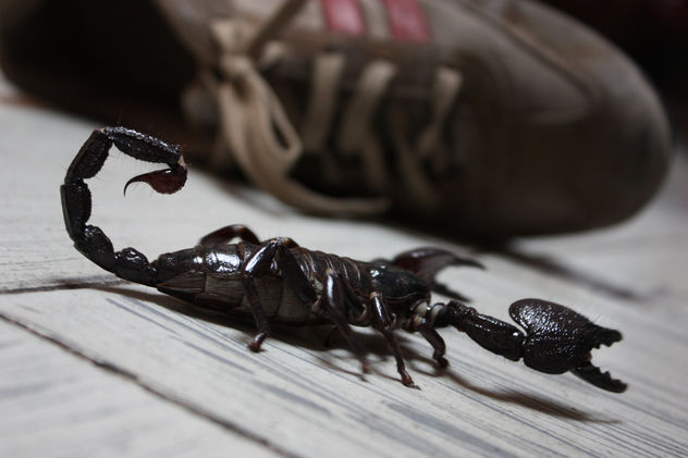 invasor
