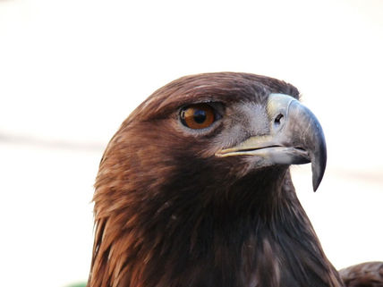 Águila Real
