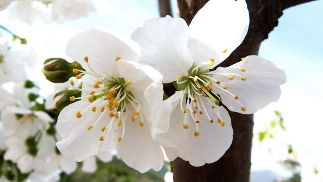 Flor de cerezo 