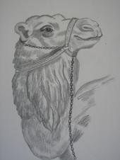 Camello