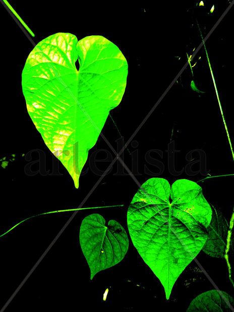 Hojas del corazon