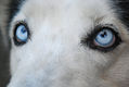 BLUE EYES