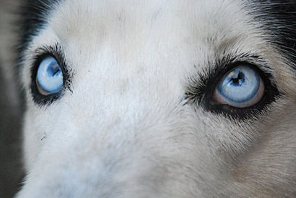 Blue eyes