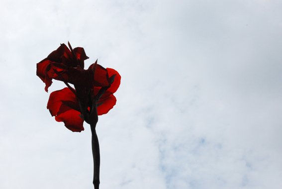 FLOR ROJA 