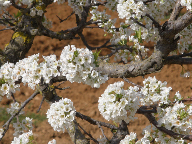 Almendros en flor. 