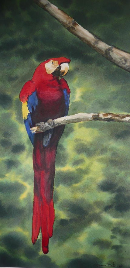 Guacamaya