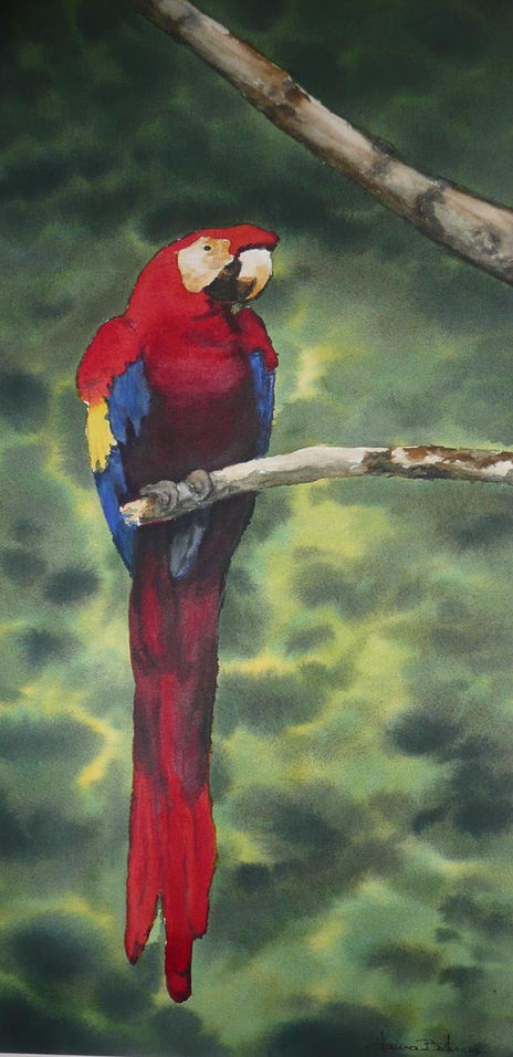 Guacamaya