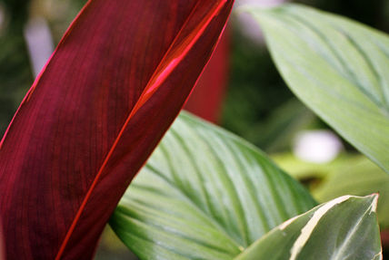 Maranta