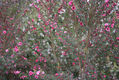 arbusto en flor