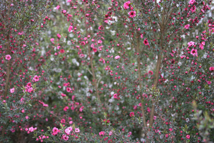 Arbusto en flor