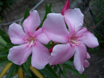 Flores