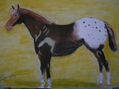 APALOOSA