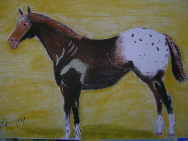 APALOOSA 