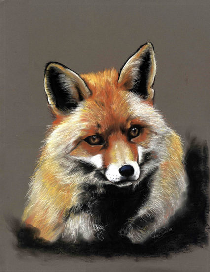 Vulpes Vulpes Pastel Papel Paisaje