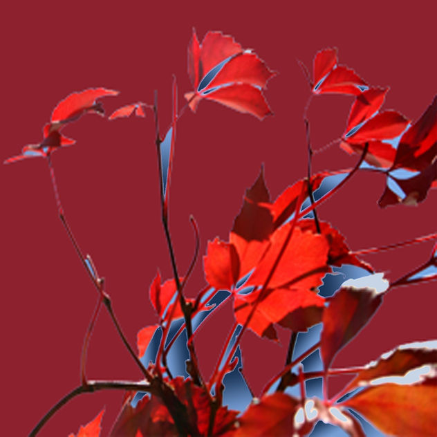 lirios en rojo