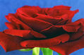 Rosa Roja
