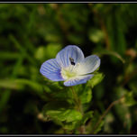 macro thumbnail 2