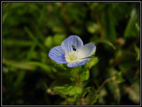 Pequeña flor