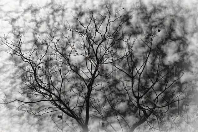 Árbol de algodon Conceptual/Abstracto Blanco y Negro (Digital)