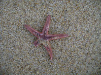 Estrella de mar