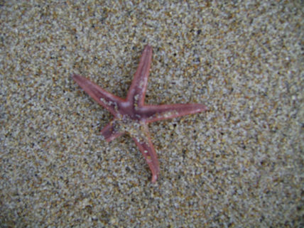Estrella de mar
