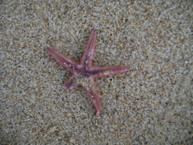 estrella de mar 