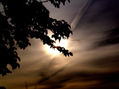sol entre hojas