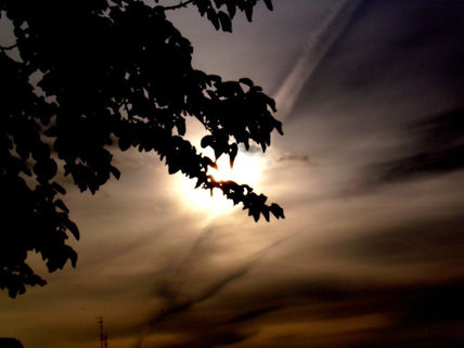 Sol entre hojas