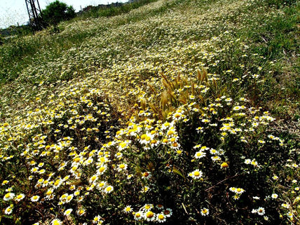 Flores