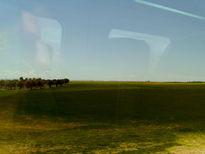 Campo
