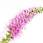 Flores thumbnail 1