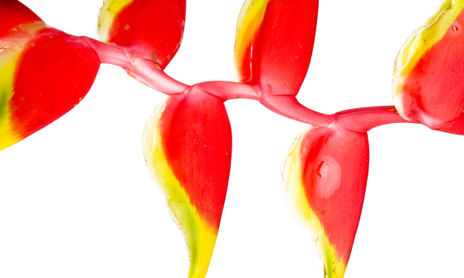 Flores