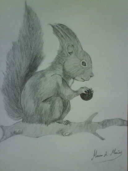 Ardilla..... Charcoal