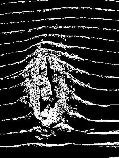 tronco Nature Black and White (Digital)