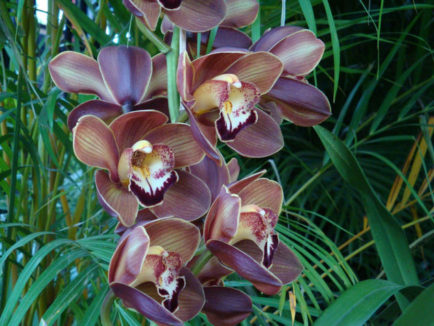 ORQUIDEAS Naturaleza Color (Digital)