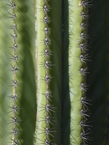 Sahuaro