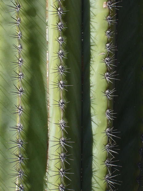 Sahuaro